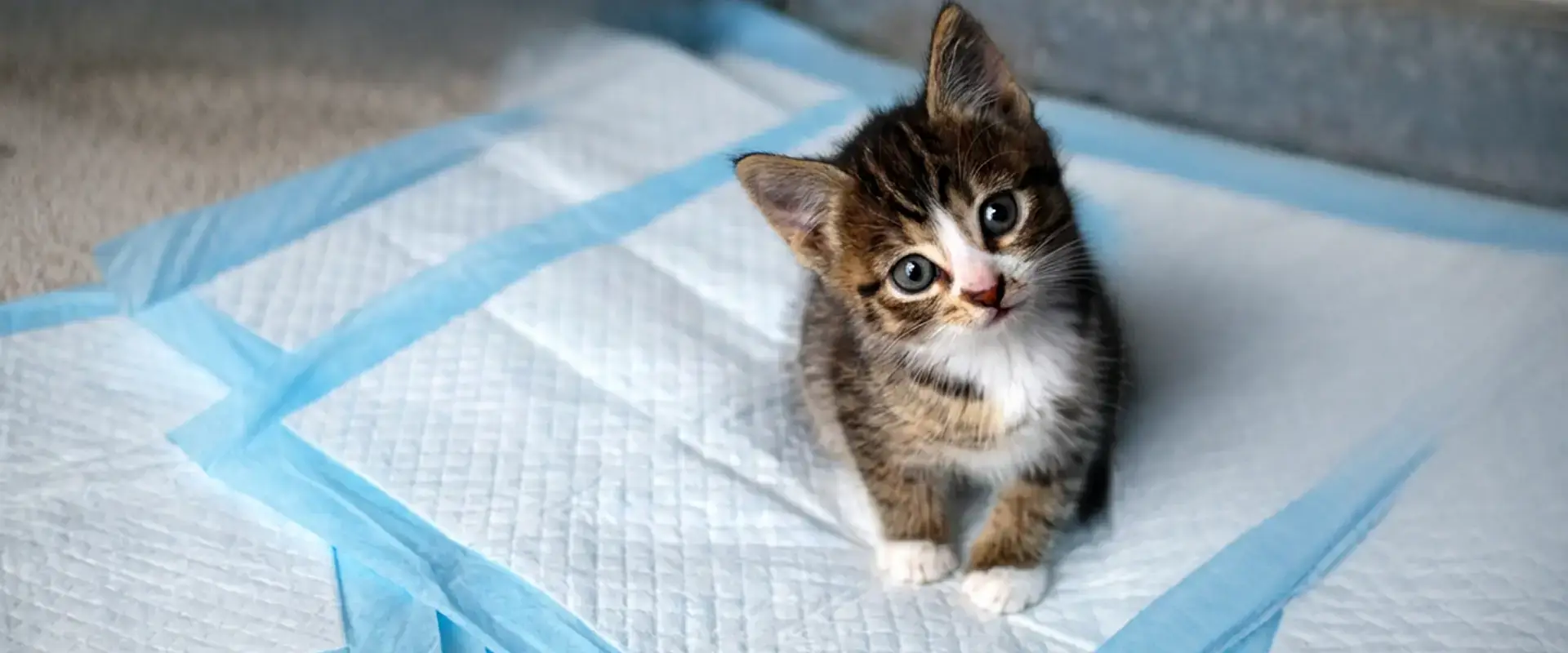A cat sitting