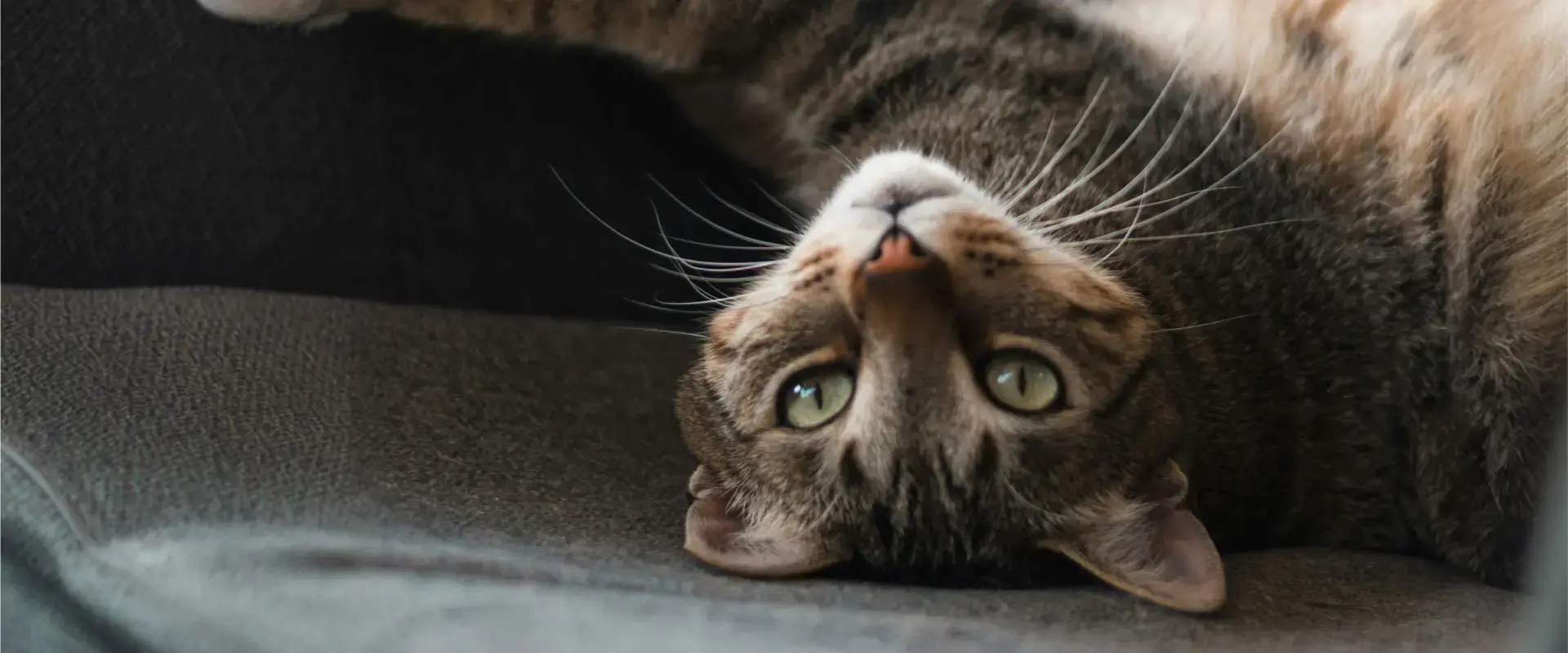 A cat looking at the camera