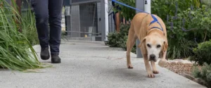 An older looking dog going for a walk
