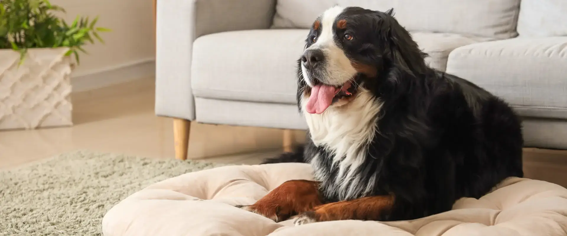 A dog lying on a dog bed