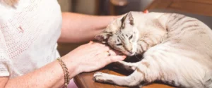 A cat sleeping on its owners lap