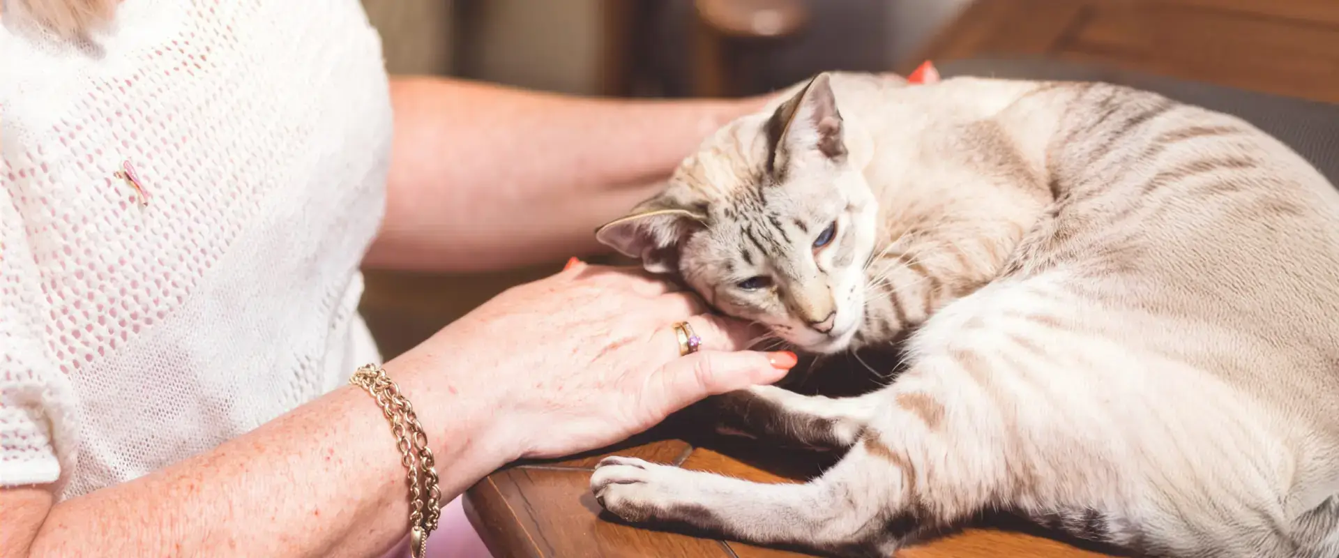 A cat sleeping on its owners lap