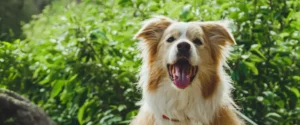 A dog outside with greenery behind