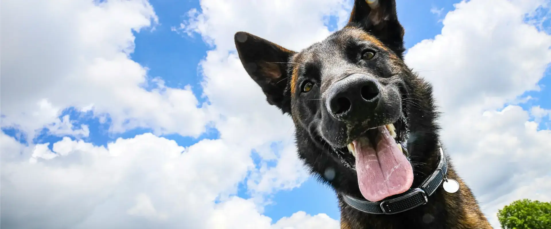 A dog looking into the camera with a cloudy sky backdrop