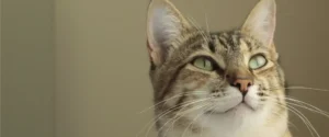 A cat looking upwards