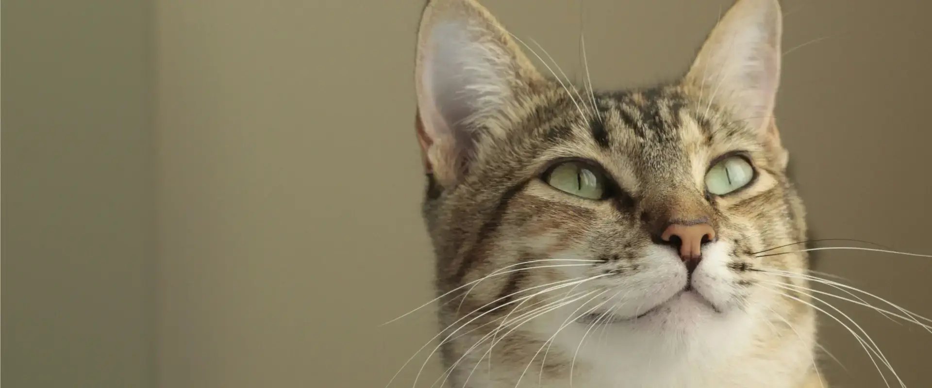A cat looking upwards