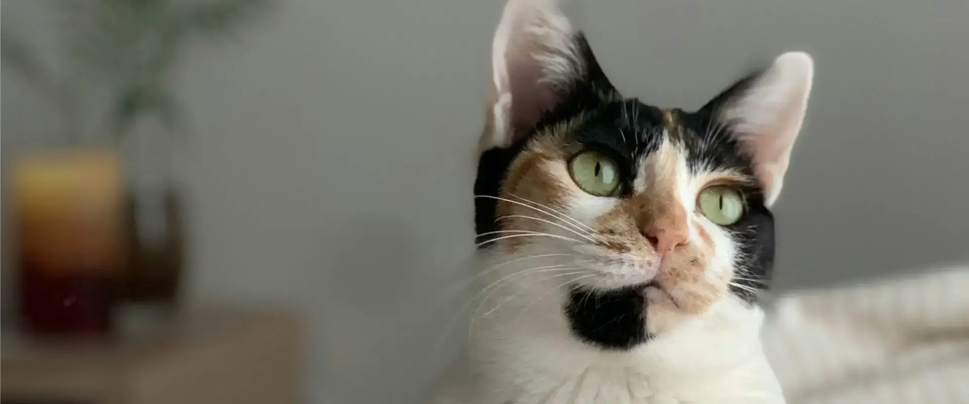A black and white cat