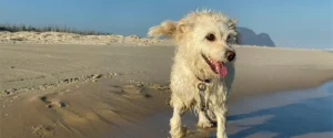 A dog enjoying the beach
