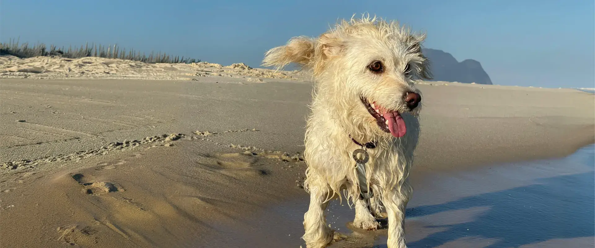 A dog enjoying the beach