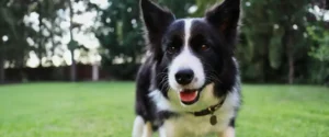 A corder collie outside on the grass