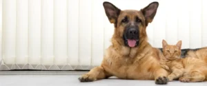 A dog and a cat together