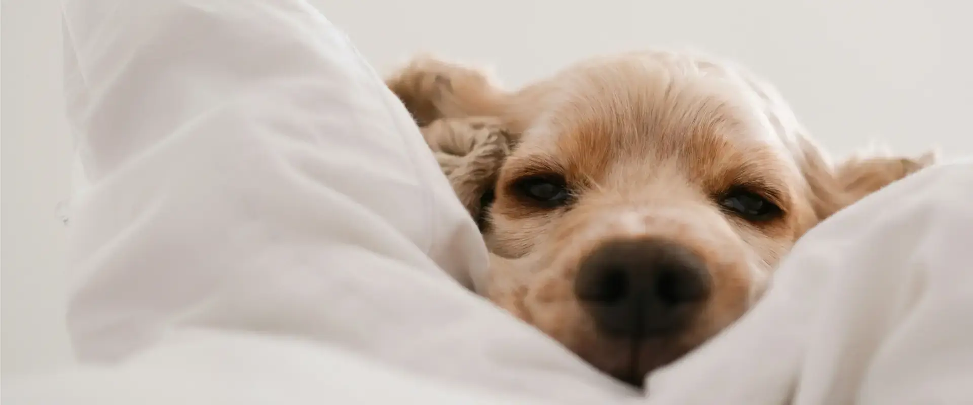 A dog lying on a bed