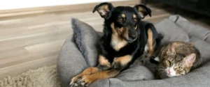 A dog lying on a dog bed