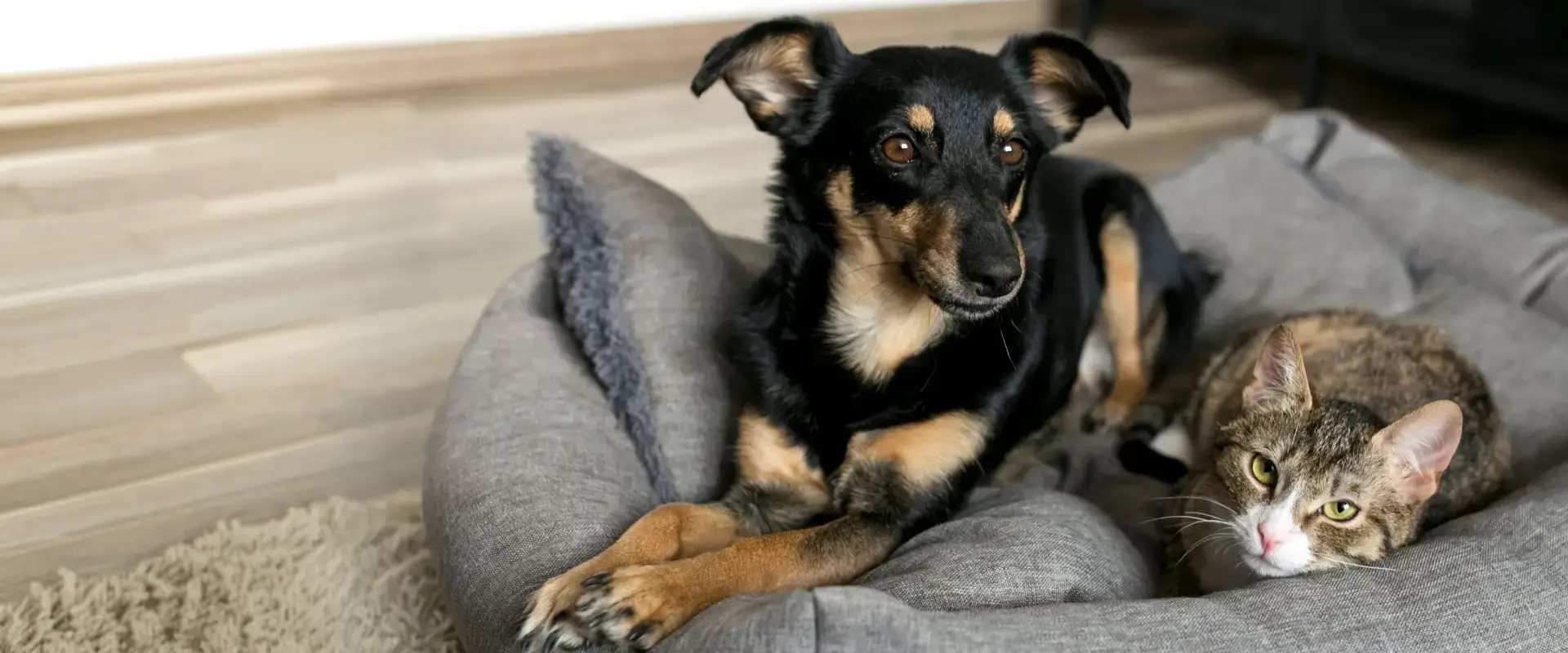 A dog lying on a dog bed