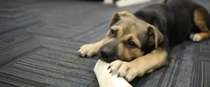 A dog lying on the floor