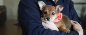 A dog being held