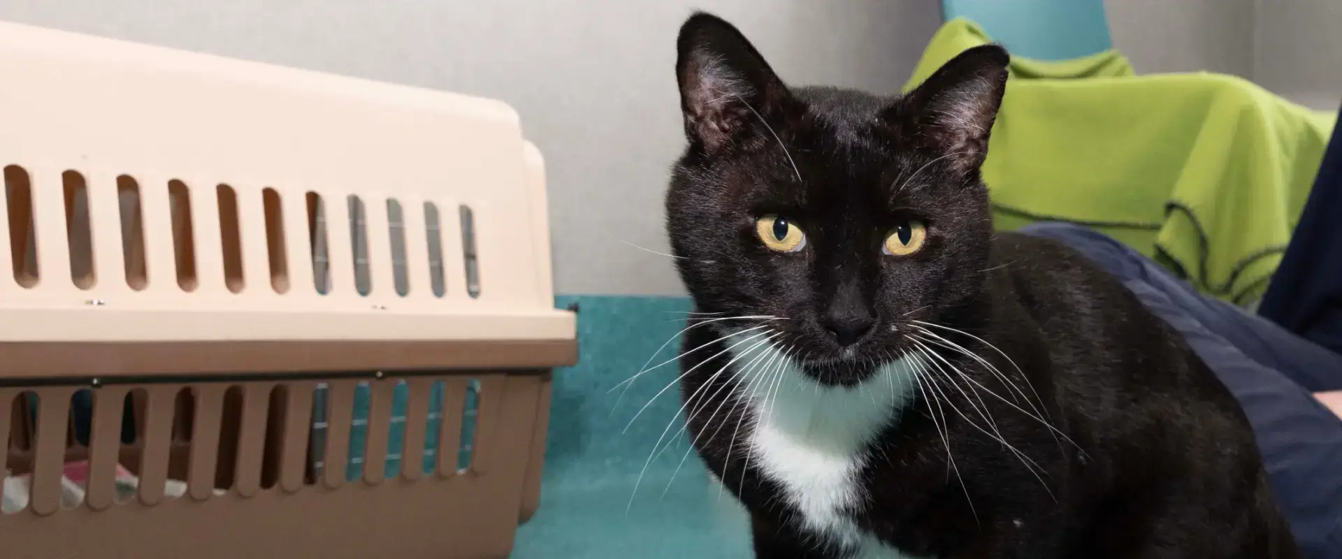 A cat next to a travel crate
