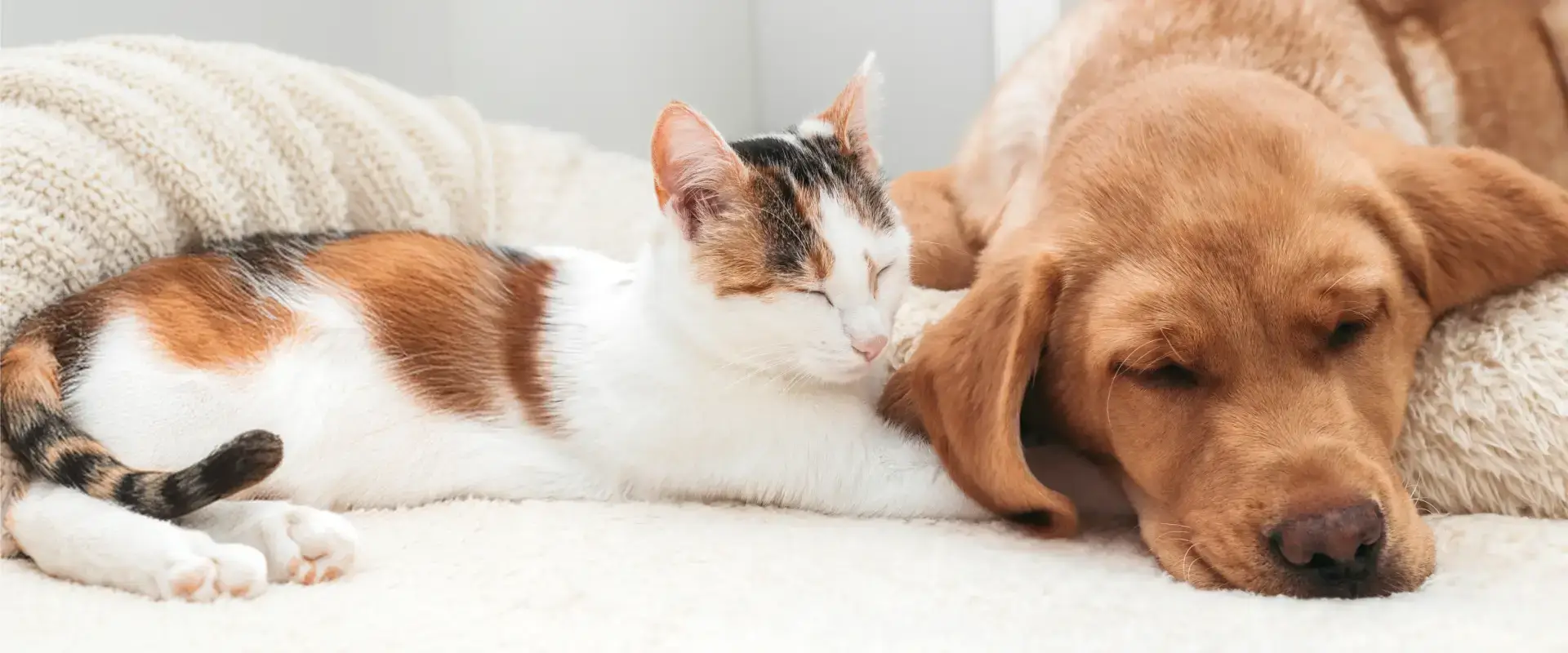 A dog and cat sleeping on a sofa together
