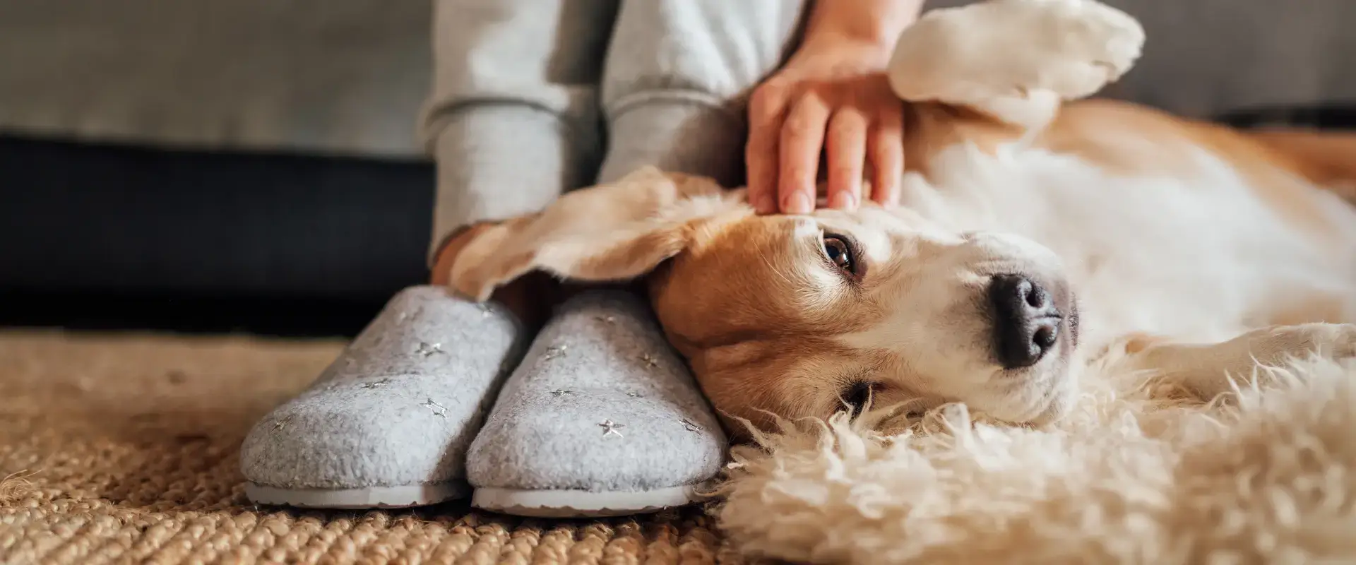A dog lying next to its owner