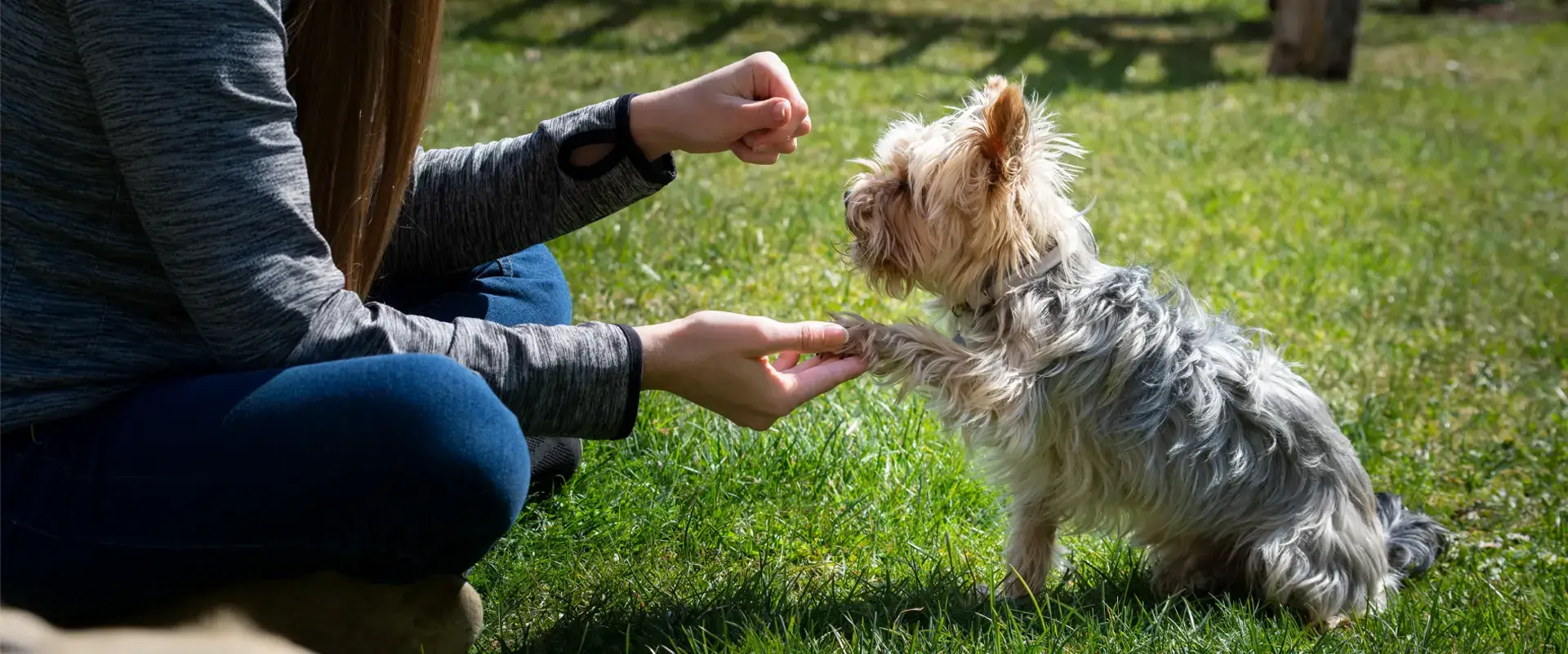 A dog being trained