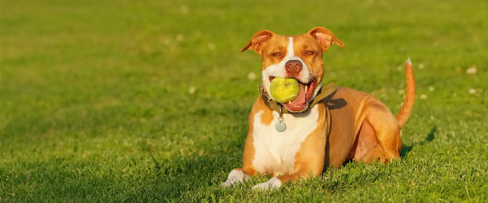 A dog with a ball in its mouth