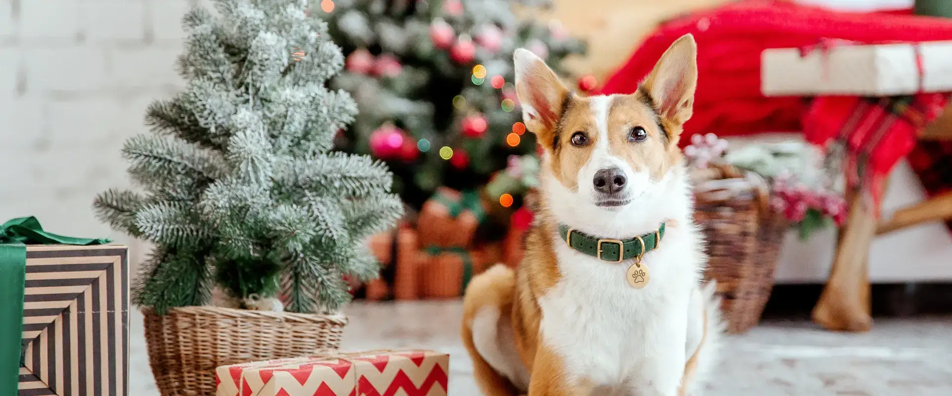 A dog surrounded by Christmas gifts