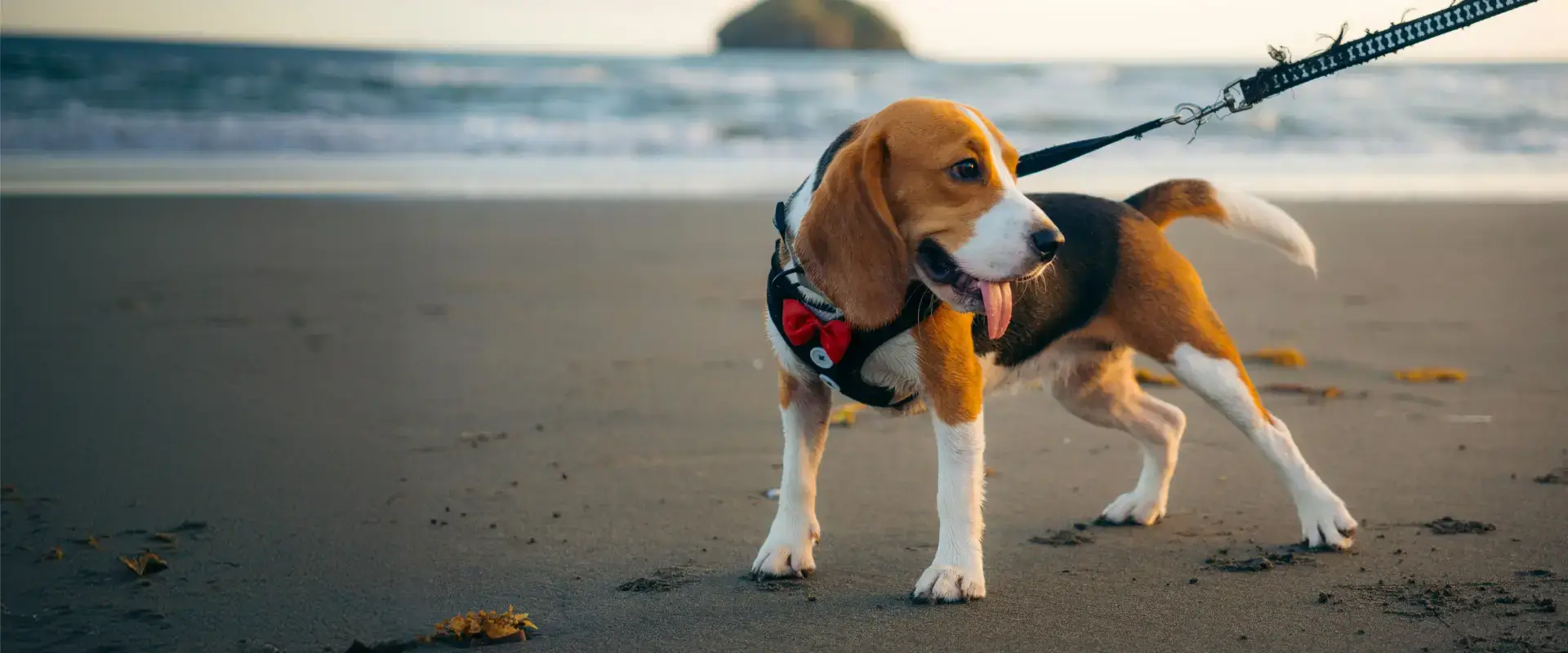 A dog enjoying the beach