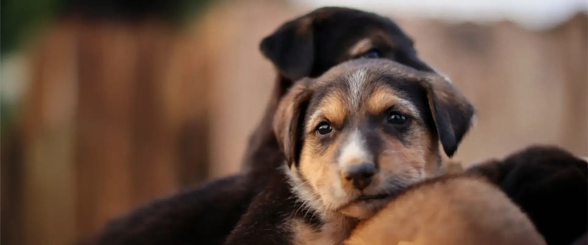 A puppy