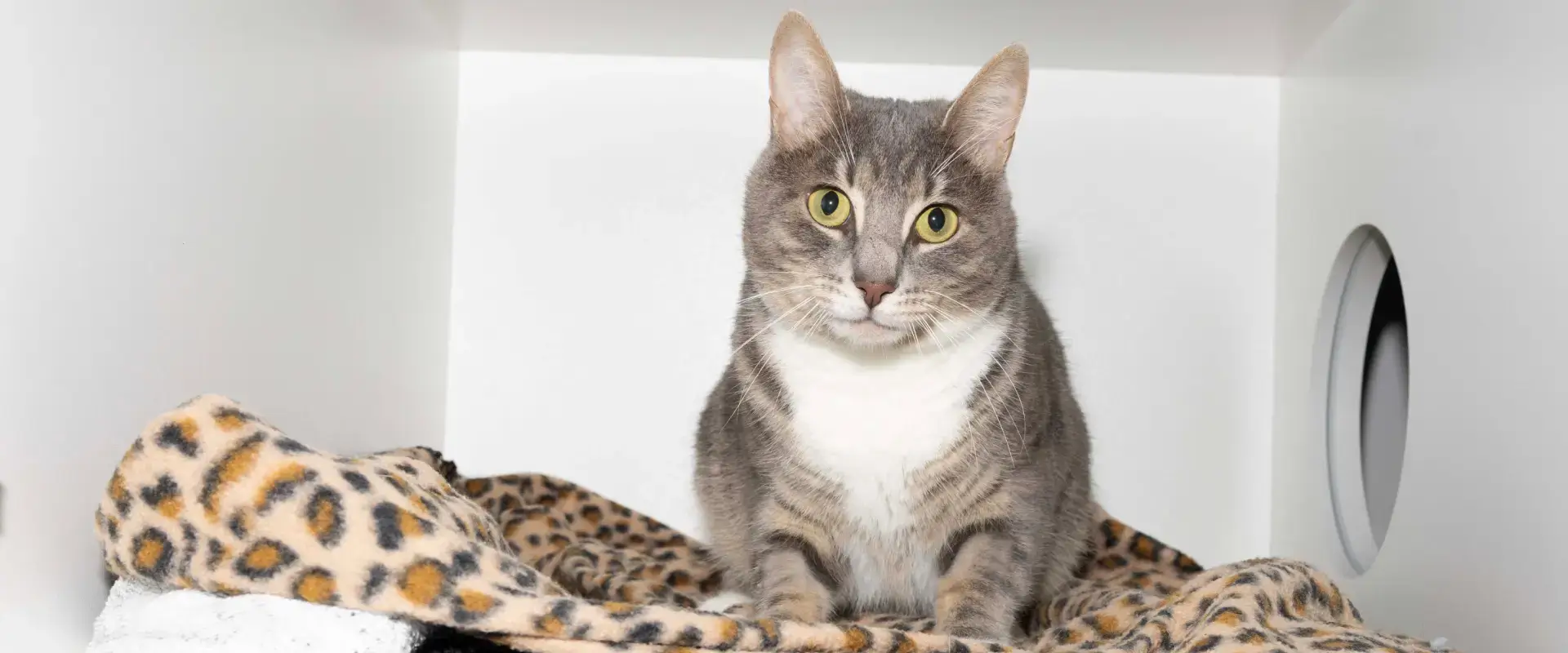 A cat sitting on a blanket