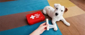 A dog next to a first aid kit