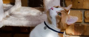 A cat looking upwards