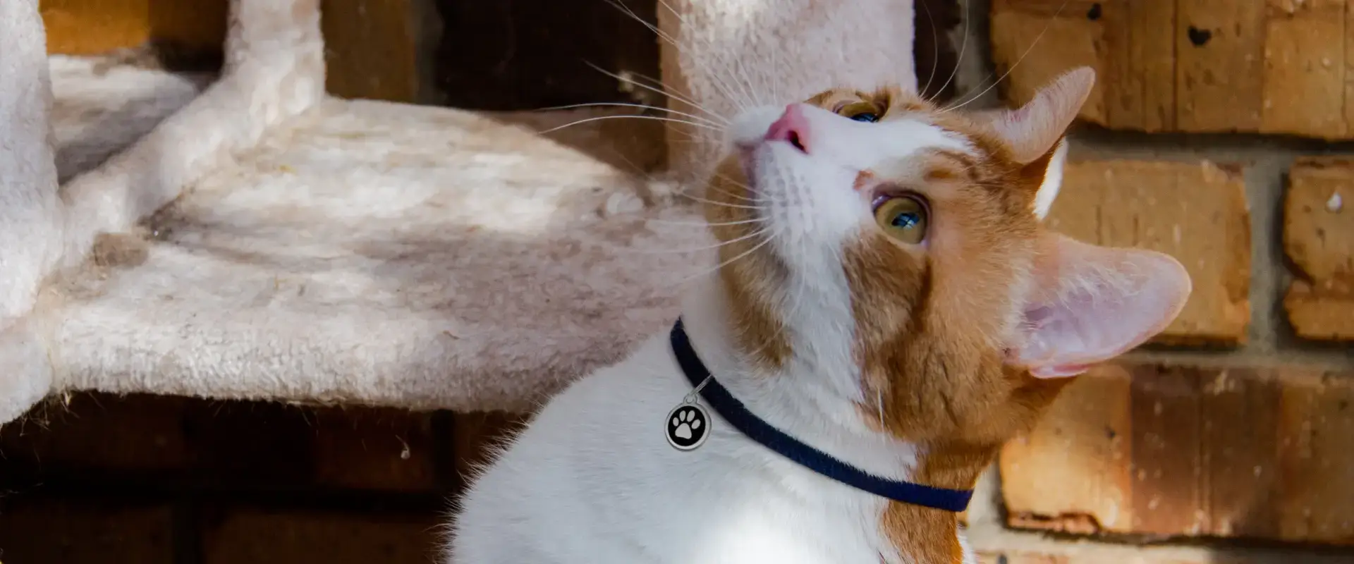 A cat looking upwards