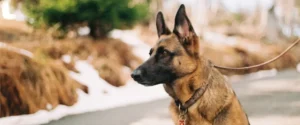 A dog sitting outside