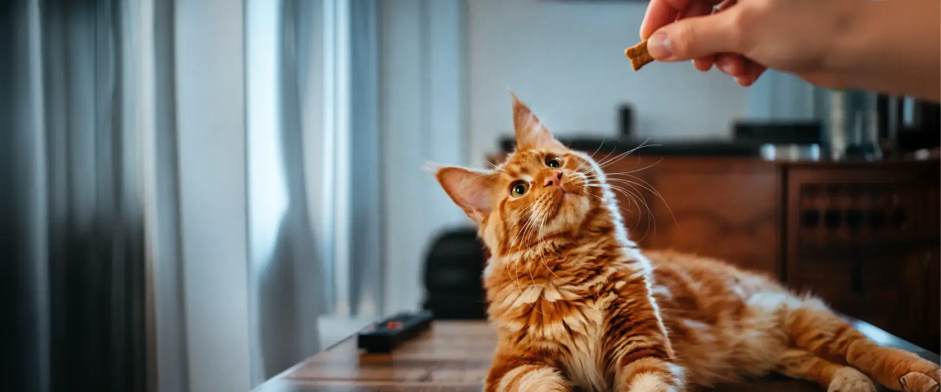 A cat getting a treat