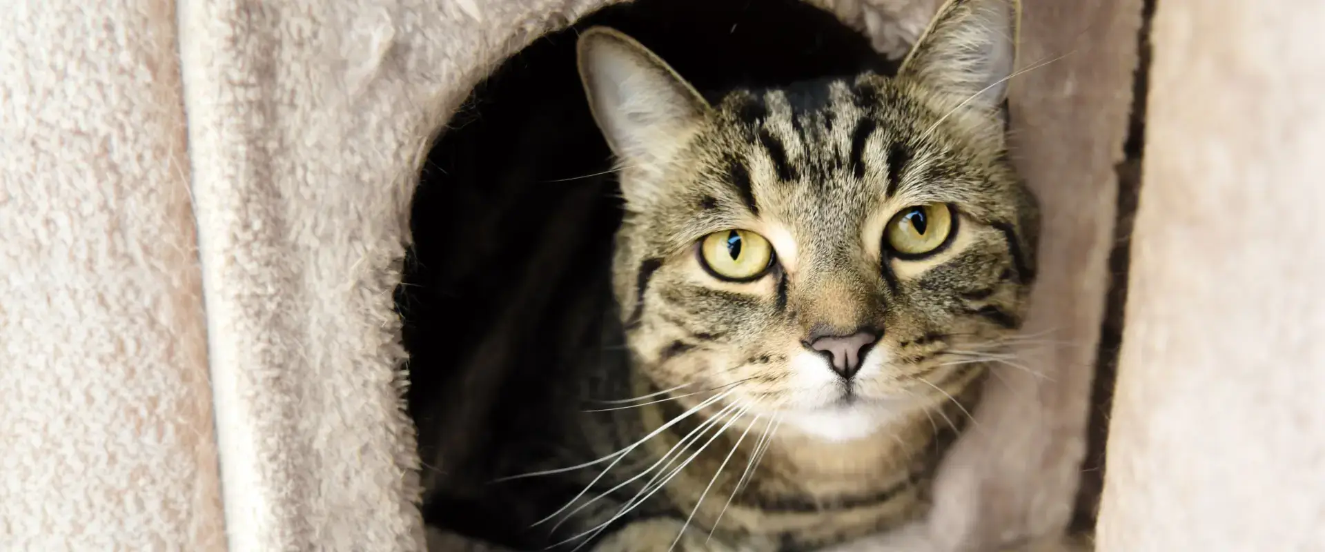 A cat sitting in a cat house