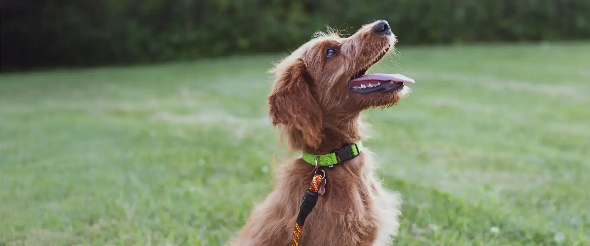 A dog outside on the grass