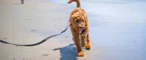 A dog walking on the beach