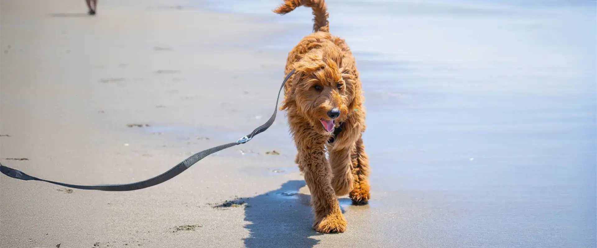 A dog walking on the beach