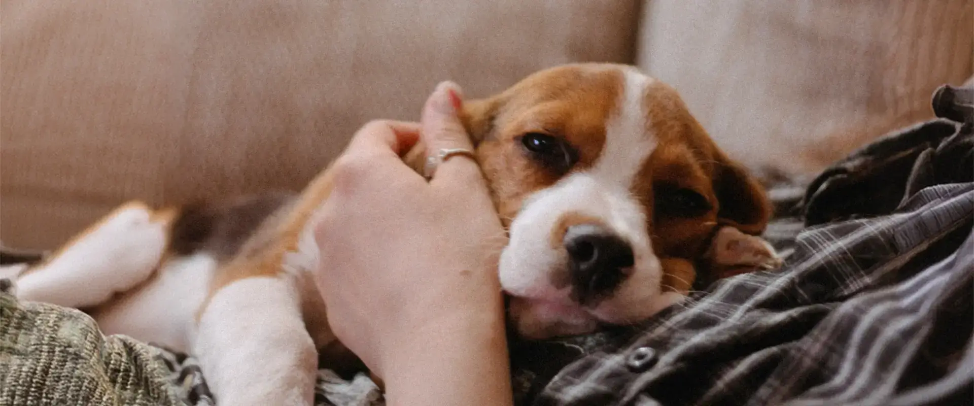 A dog lying on its owner