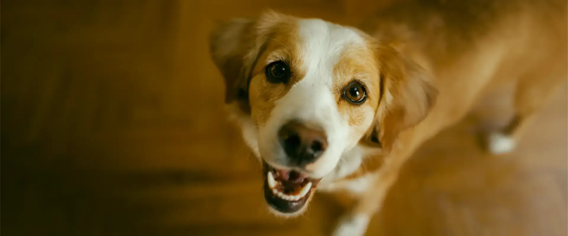 A dog looking up intently