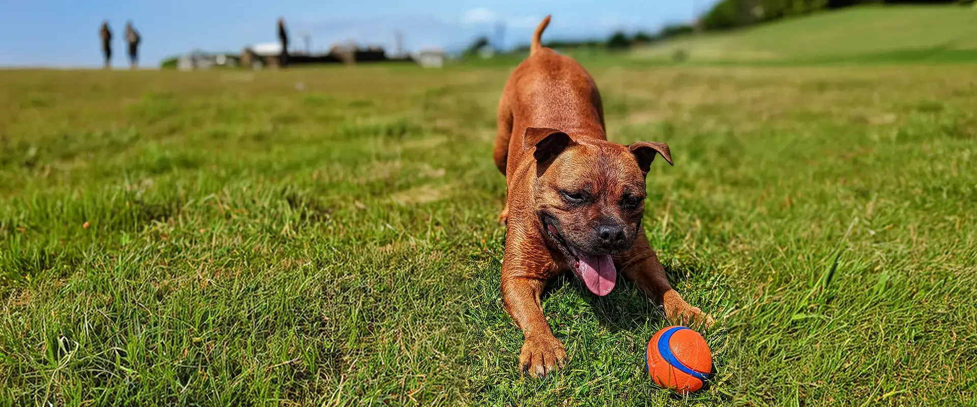 A dog playing with a ball on the grass