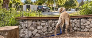 A dog looking over a garden wall