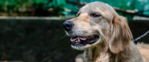 A dog with its mouth open