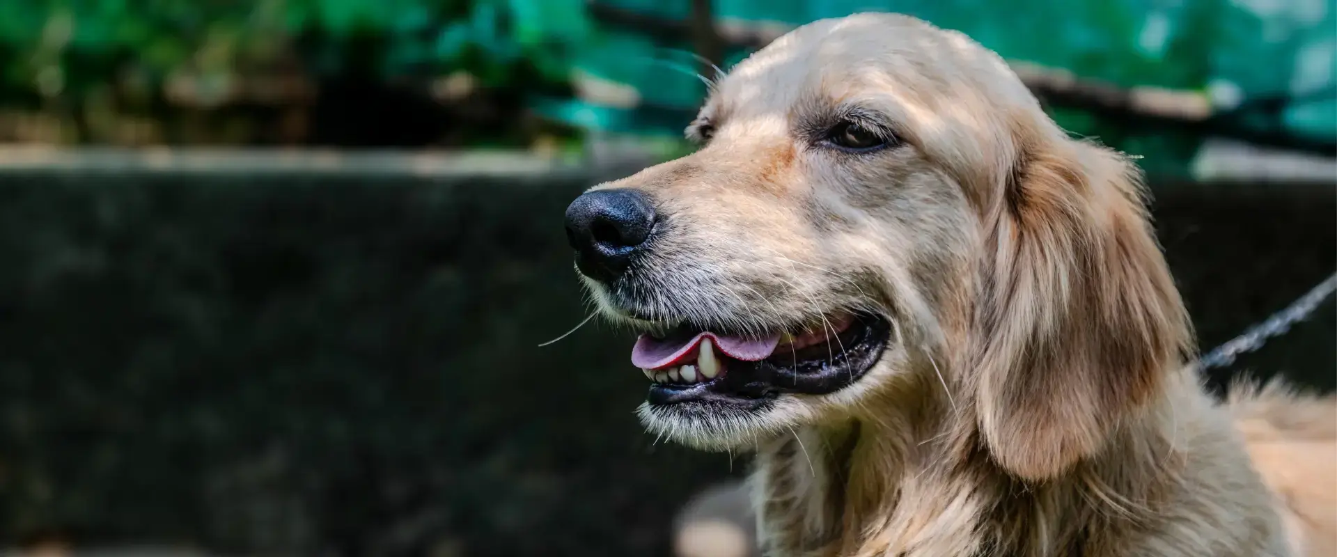 A dog with its mouth open