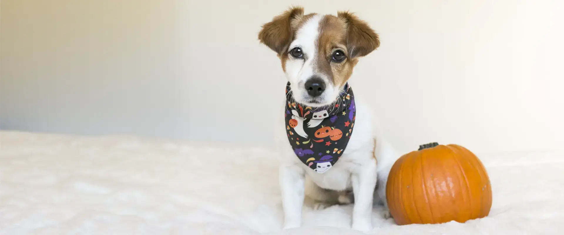 A dog sitting next to a Halloween pumpkin