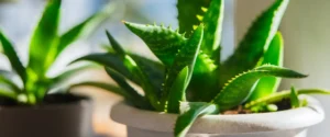 A few plants in pots