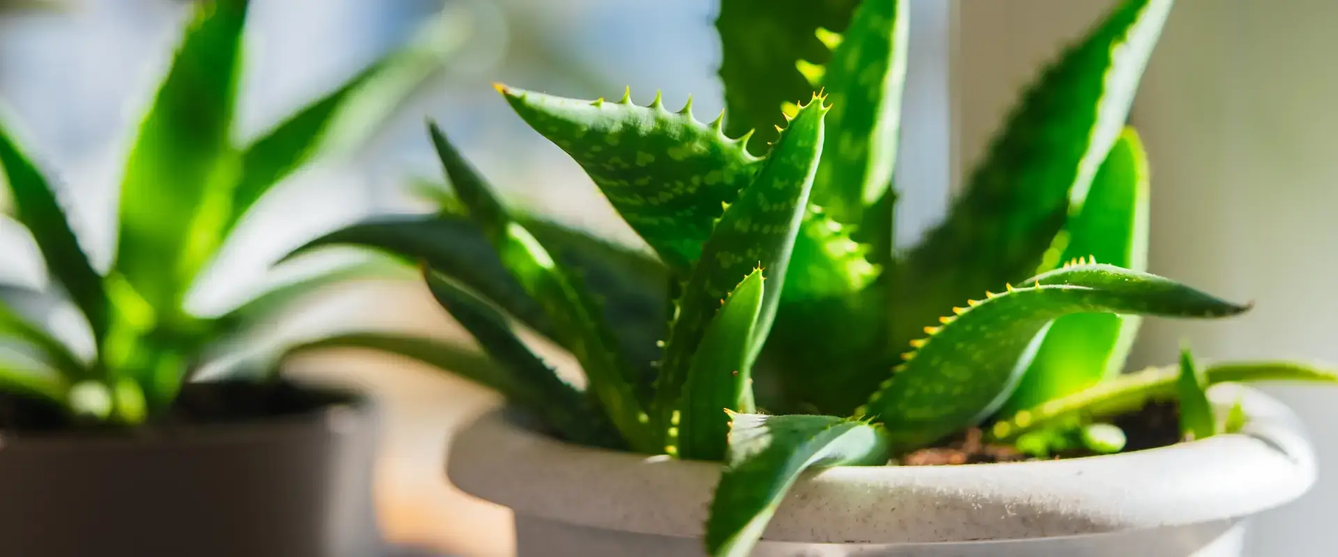 A few plants in pots