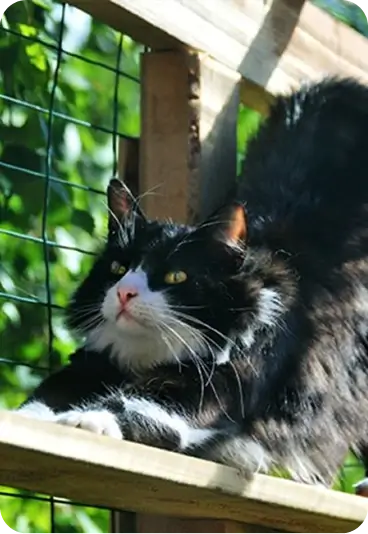 A cat stretching