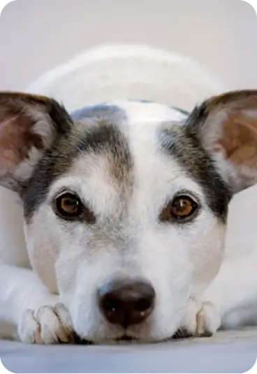 A dog lying on the ground looking towards the camera