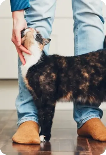 A cat being stroked